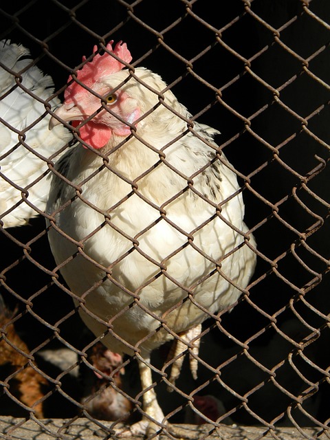 些国家的体 些国家的体